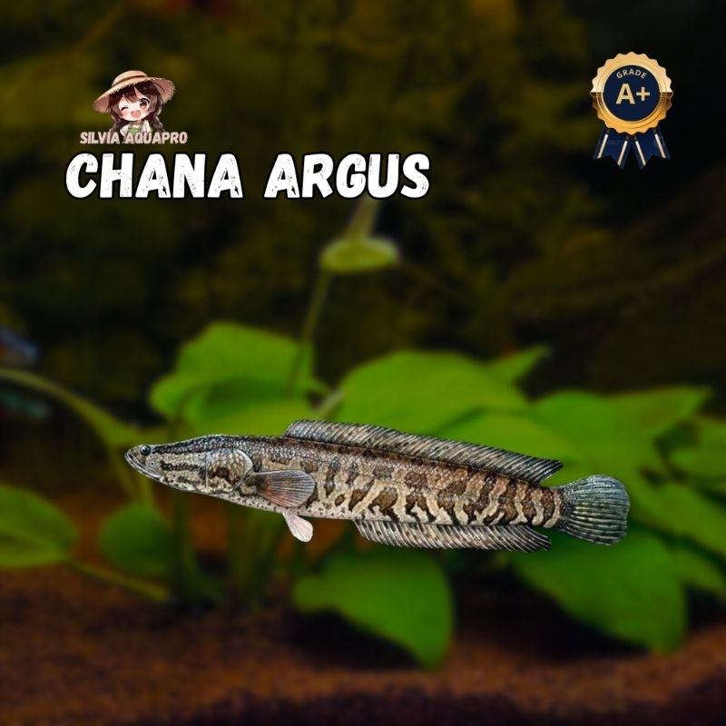 Terbaik Channa Argus Grade A