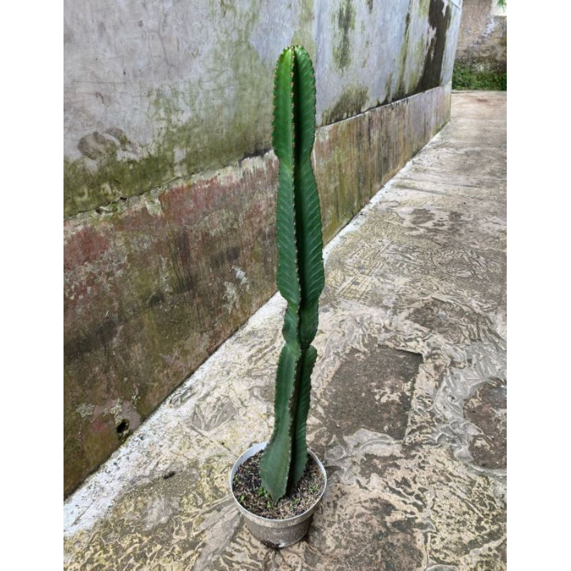 Euphorbia Ingens 1 Meter