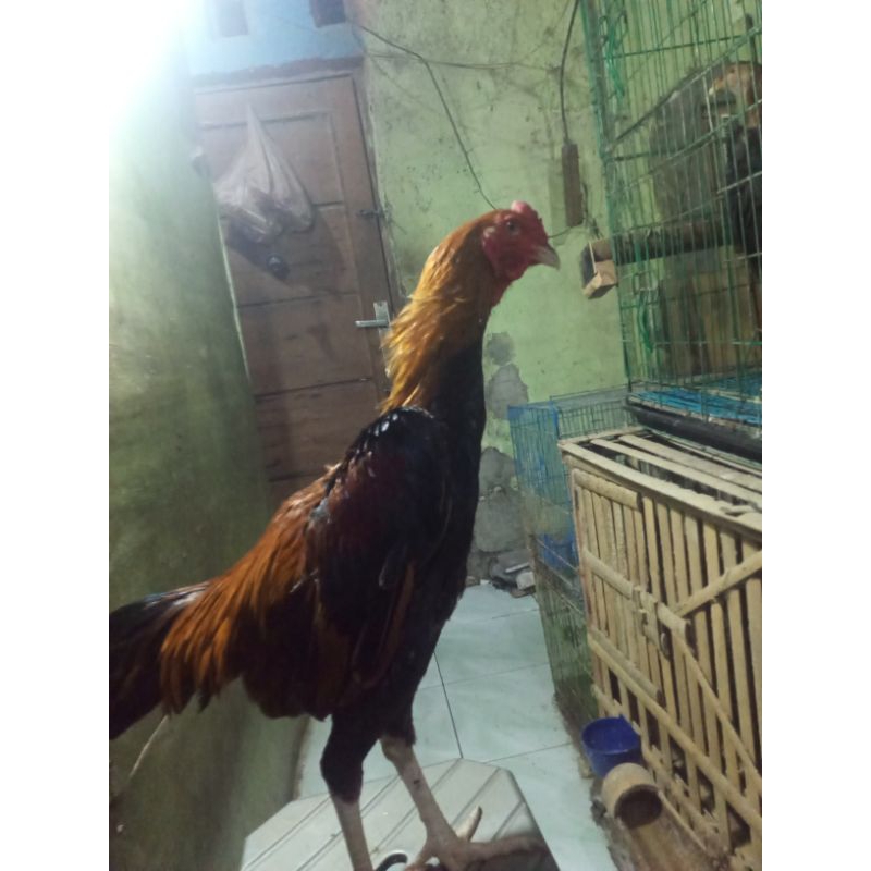ayam shamo jepang x eropa jantan siap ternak i