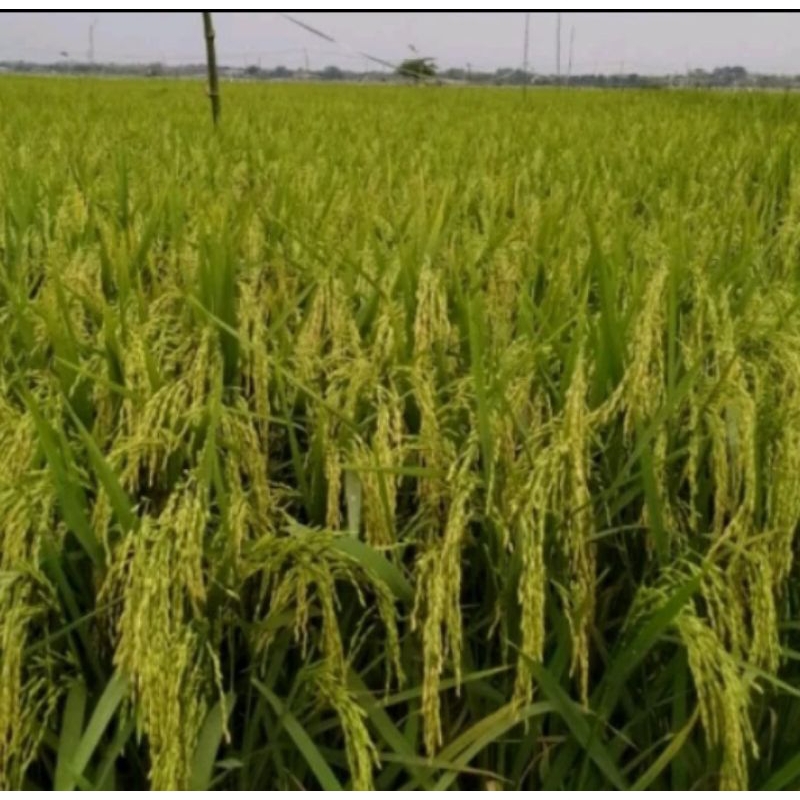 BENIH PADI UA 12 SIGUPAI KEMASAN 5KG