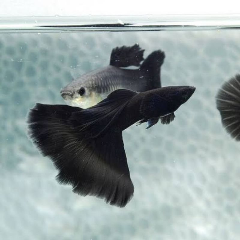 hiasan akuarium guppy black moscow 1pasang