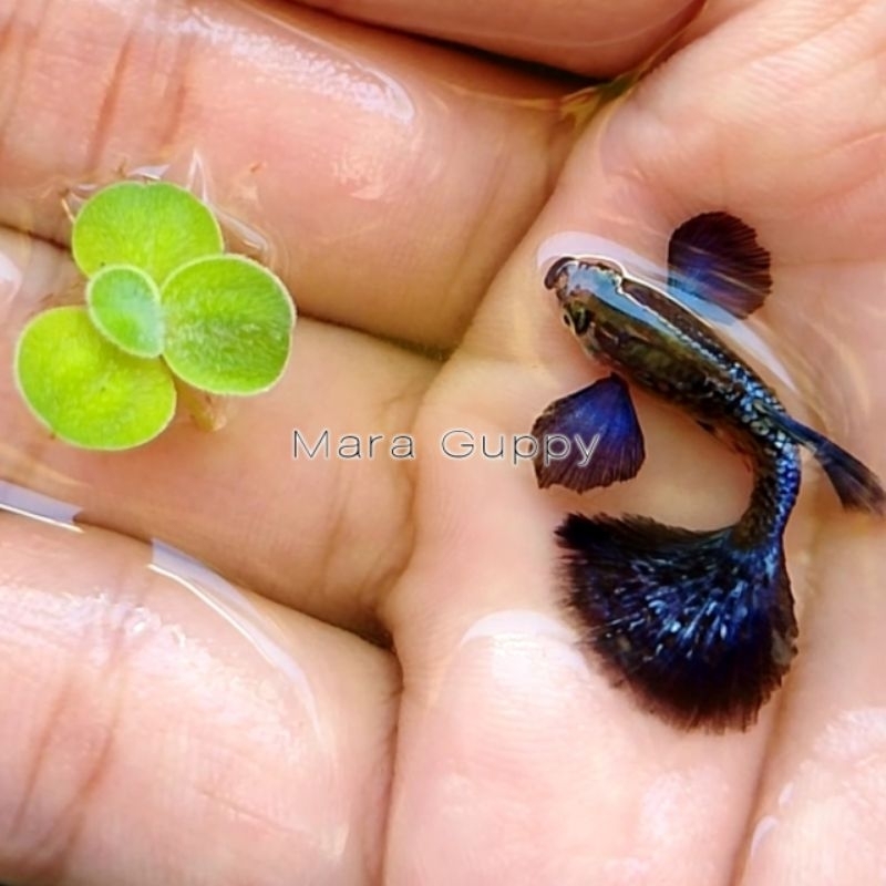 Hiasan Aquarium Guppy Blue Dragon Dumbo Ear Half moon