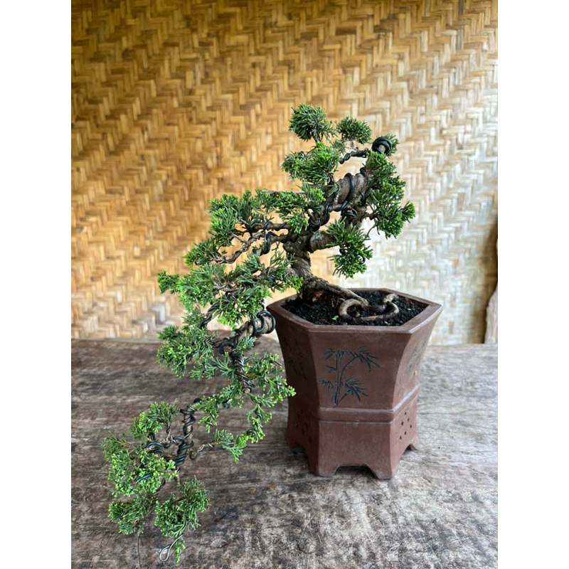Bonsai Kishu/Bonsai Cemara Sargenti Pingpong