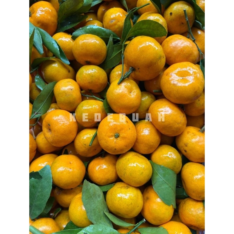 

Jeruk Santang Daun Mashui 6 kg (1 Keranjang)