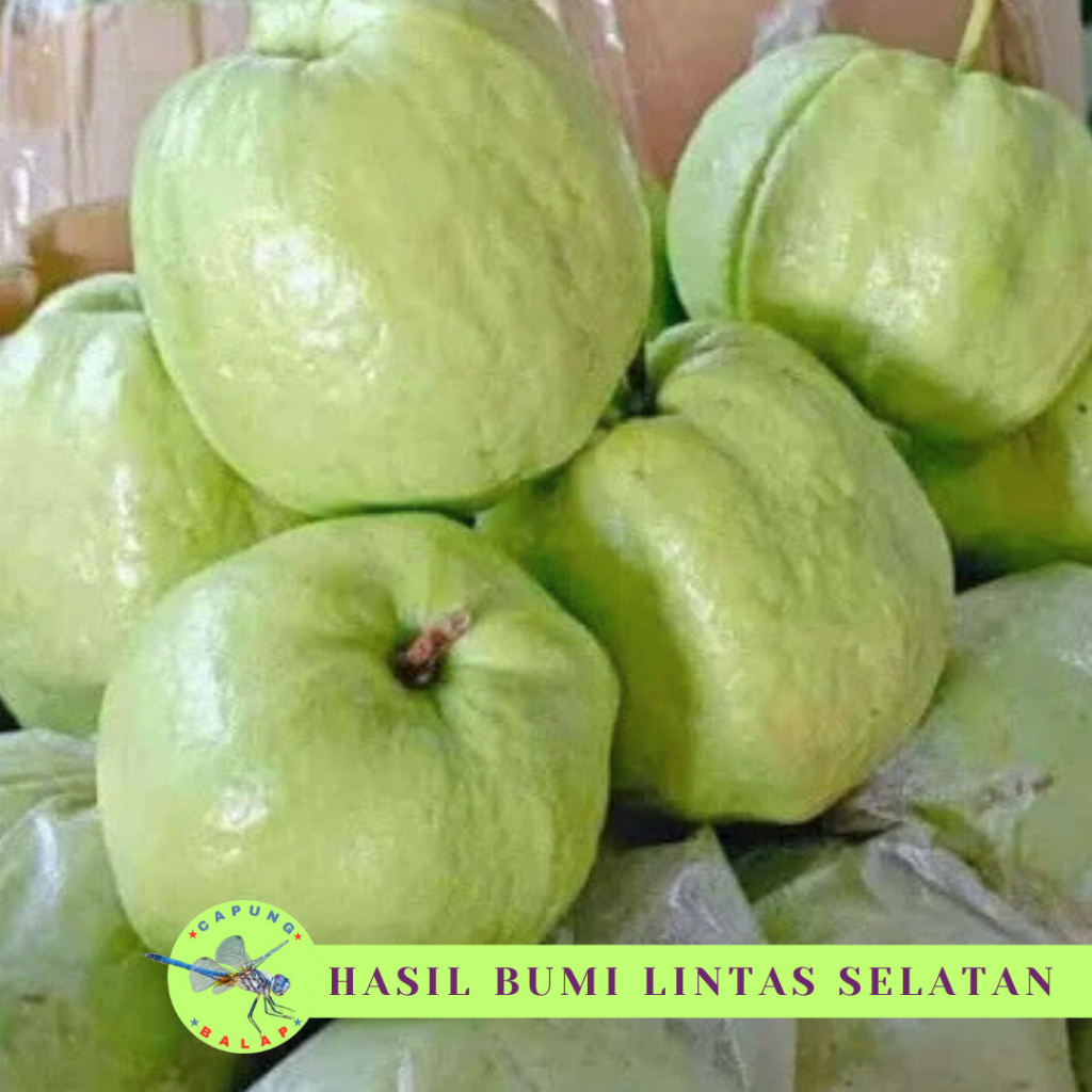 

Jambu kristal tanpa biji 1kg manis rennyah Jambu kristal kebumen segar non biji Jambu kristal fresh