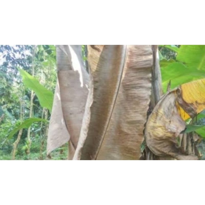 

DAUN PISANG KERING