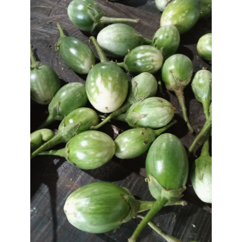 

Terong telunjuk dan terong Marelan