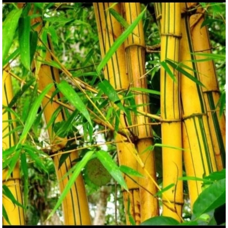 

daun bambu kuning obat herbal fresh 500 gram