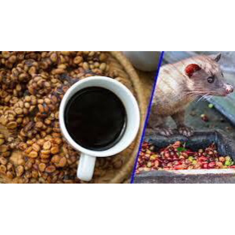 

KOPI LUWAK HUTAN 200GR