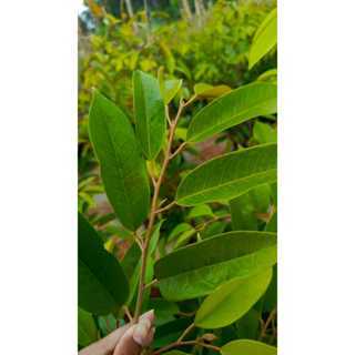 (KHUSUS) ENTRES DURIAN DURI HITAM SUPER UNGGUL DAN BERKUALITAS