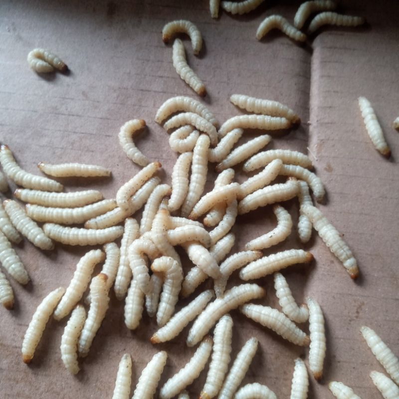 Ulat Bambu Cangkilung