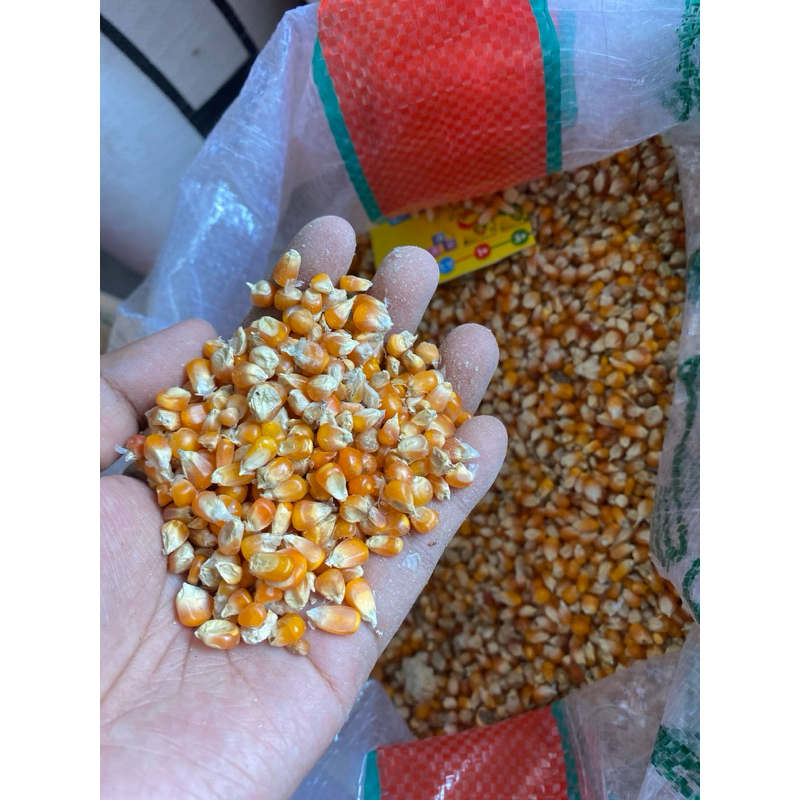 Jagung Kristal