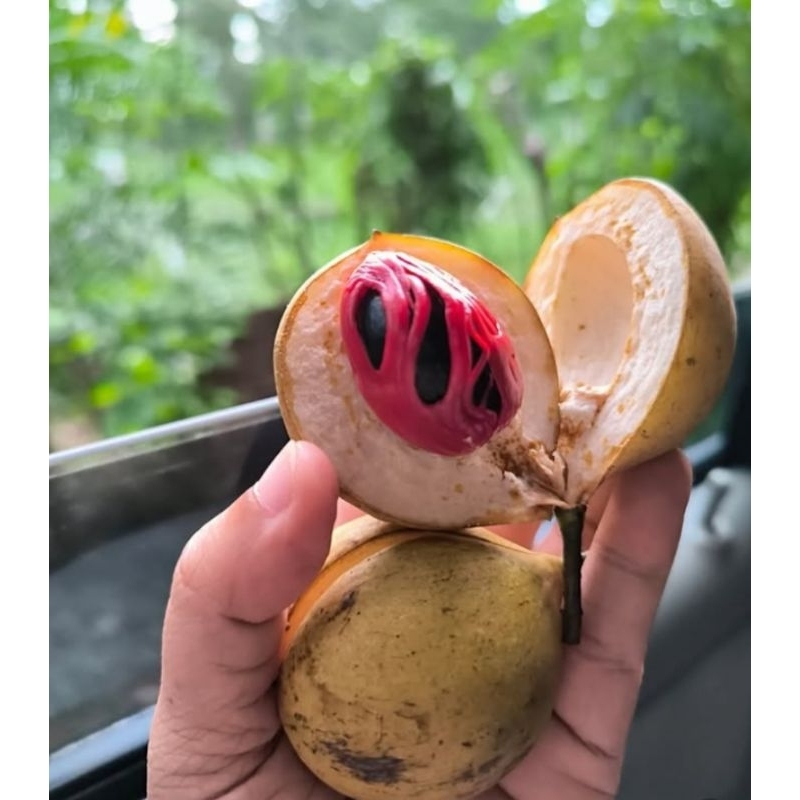 

buah pala tua pres baru petik 1kg