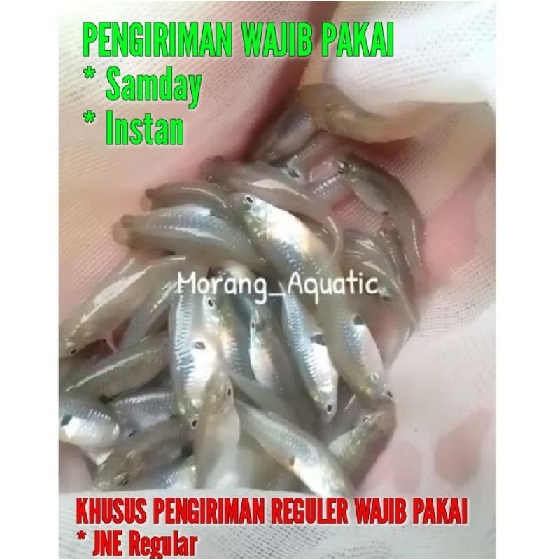Guupy Sawah Paket 50 Ekor Ukuran Besar Pakan Ikan Predator Channa Arwana Louhan Oscar