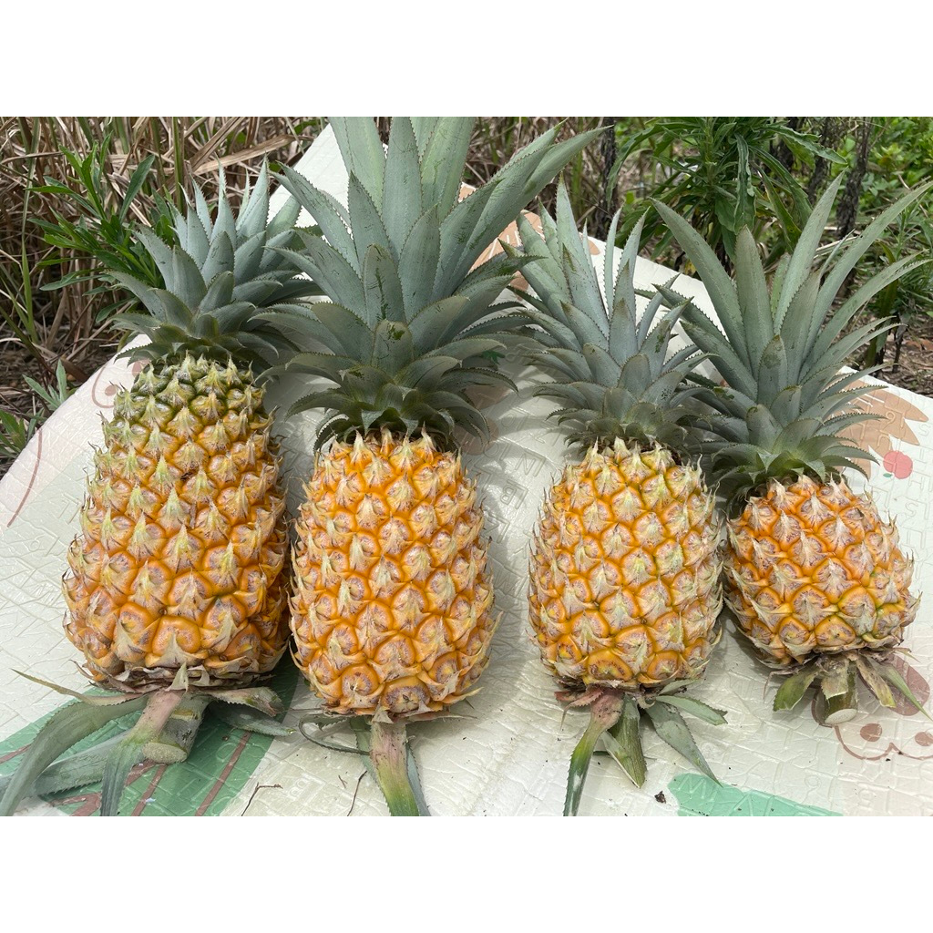 

Paket B Bundling Buah Nanas Grade Super (Besar + Kecil)
