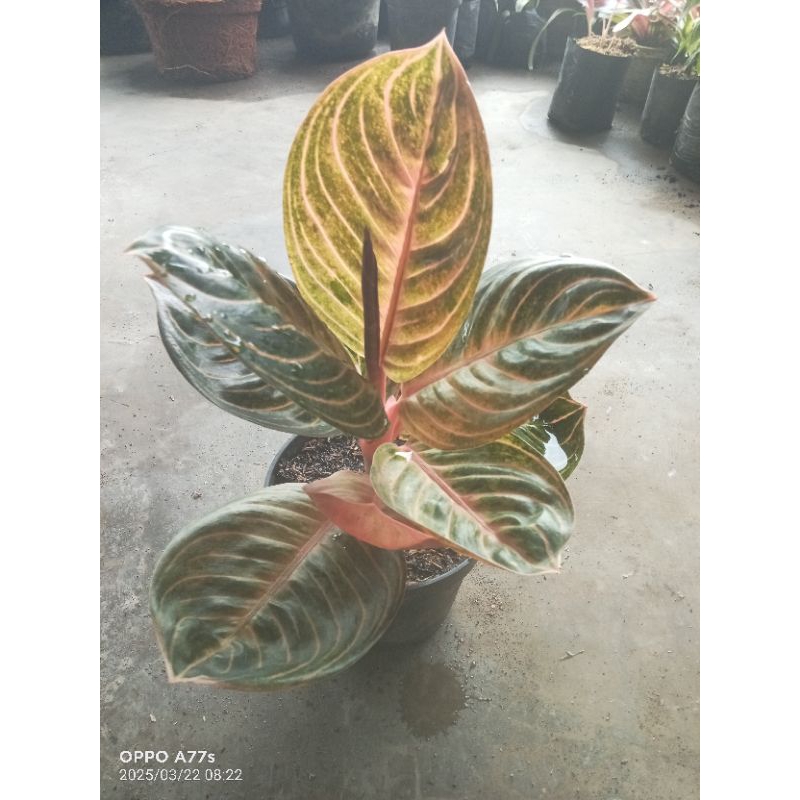 aglonema Rinjani
