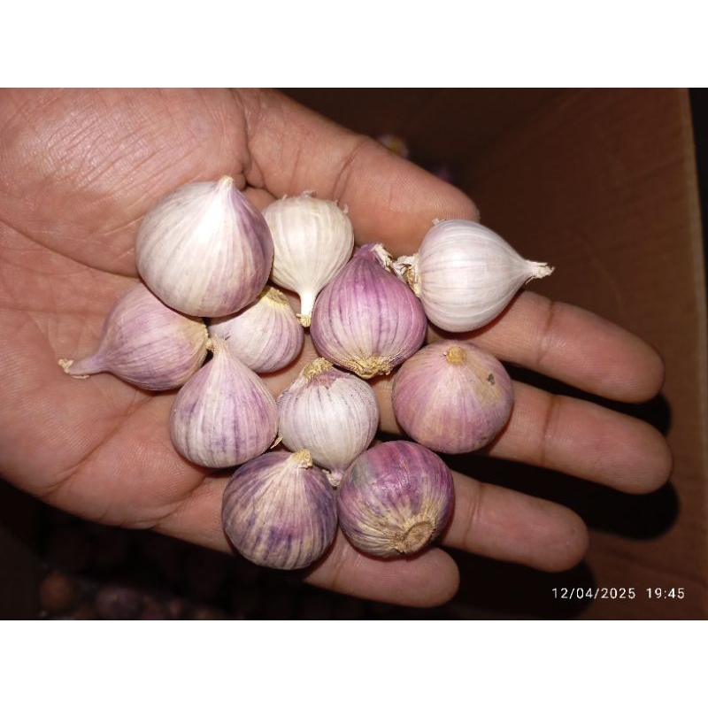 

bawang lanang / tunggal 250gram ukuran sedang-besar