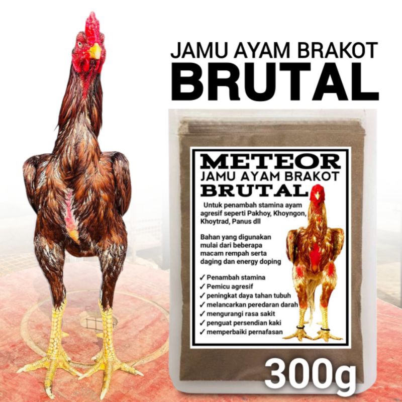 Jamu meteor stamina ayam Pakhoy brakot