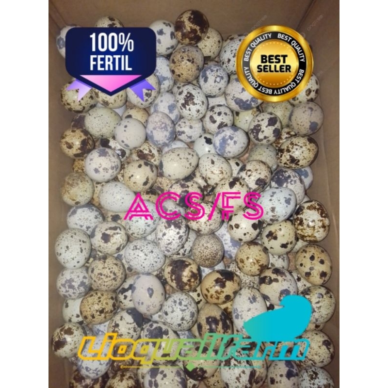 

TELUR PUYUH FERTIL/TETAS ACS~FS