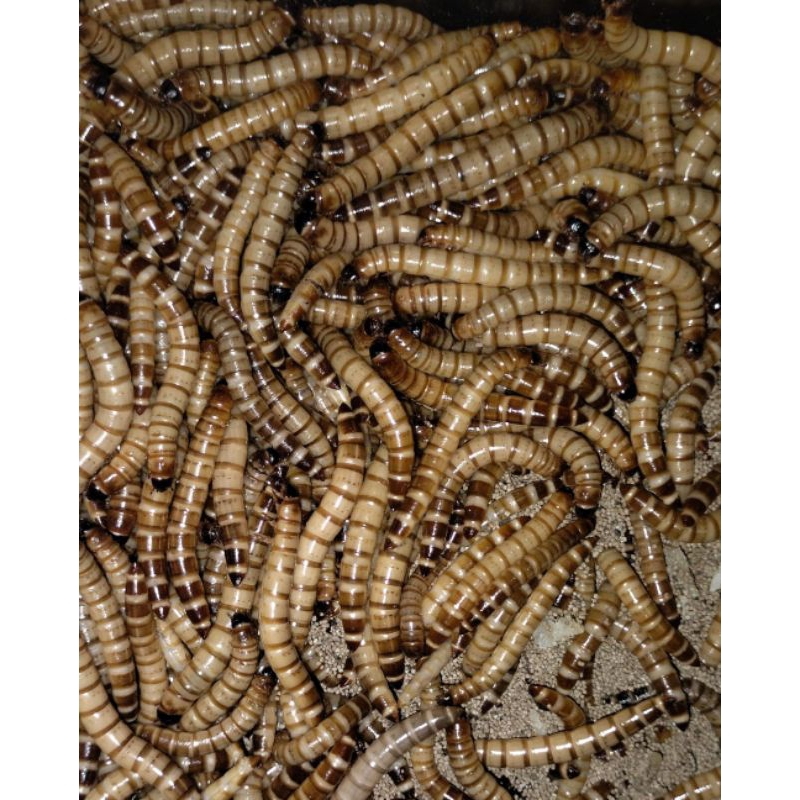 Ulat Jerman Hidup 200gr / Makanan Burung / Ikan Predator / Tokek / Gecko - Ukuran 200gram