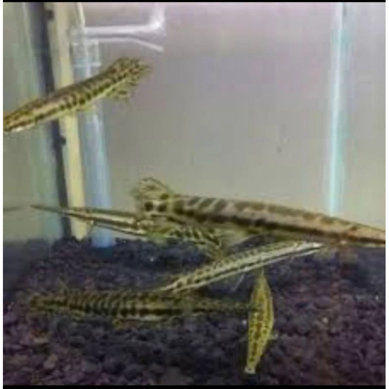 FLORIDA GAR UKURAN 10-12 CM