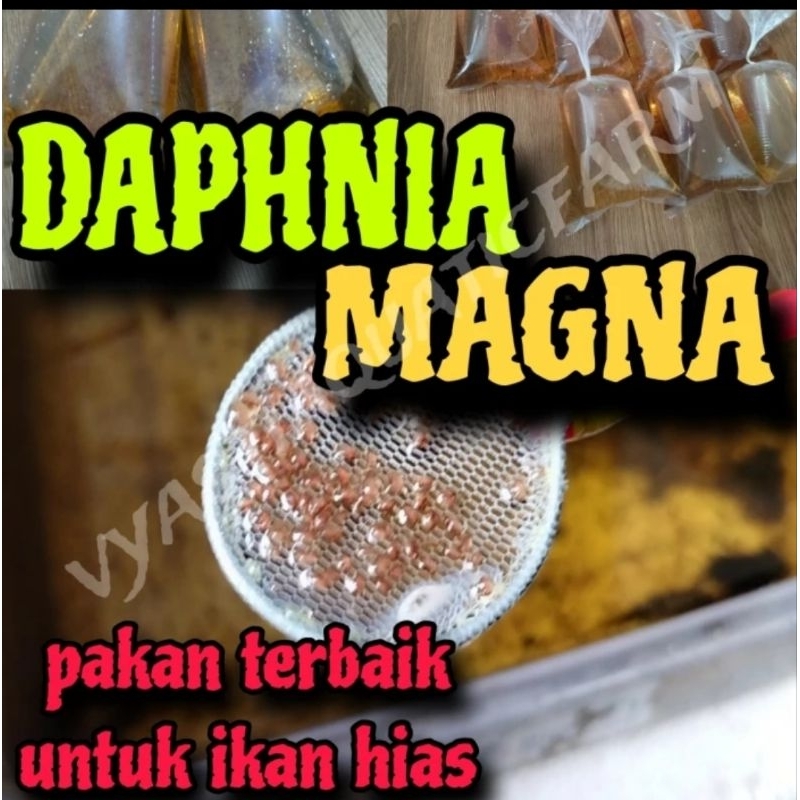 Daphnia magna/kutu air raksasa/paket kultur daphnia magna/starter daphnia magna / makanan ikan /paka