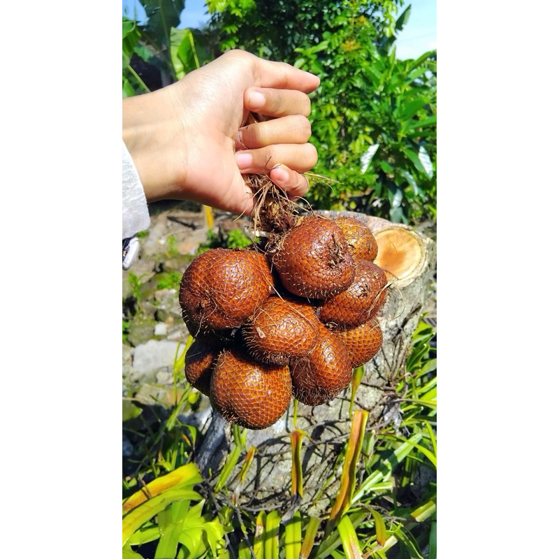 

(FRESH) Buah Salak Sidempuan - asli sidempuan
