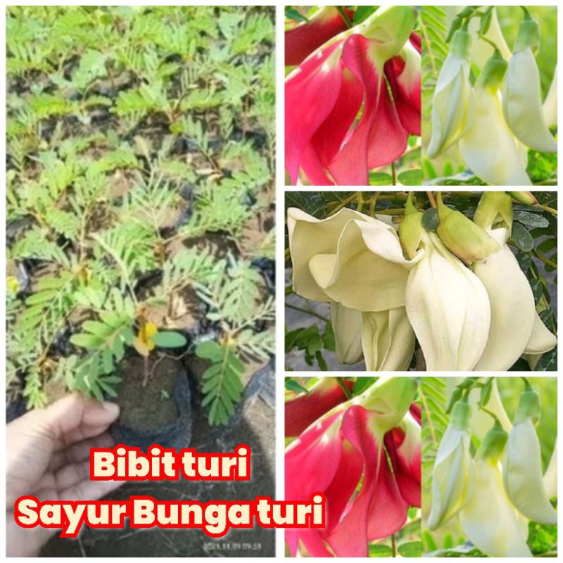 Bibit turi sayur kembang bunga turi siap tanam