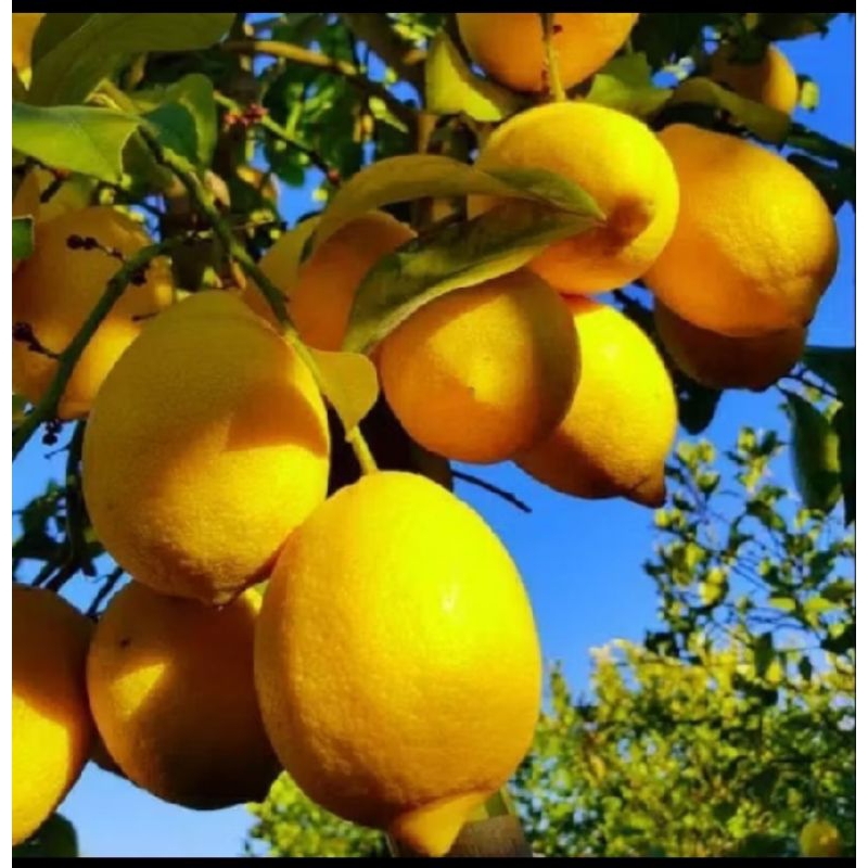 BIBIT LEMON LOKAL, BIBIT LEMON, BIBIT JERUK LEMON