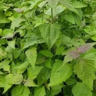 Tanaman herbal daun balakacida