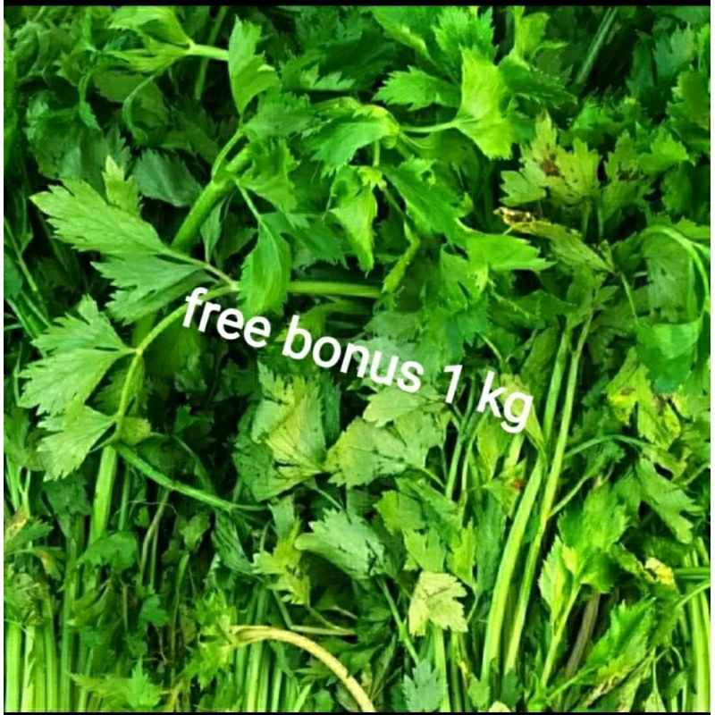 

daun seledri 250gr + gratis bonus