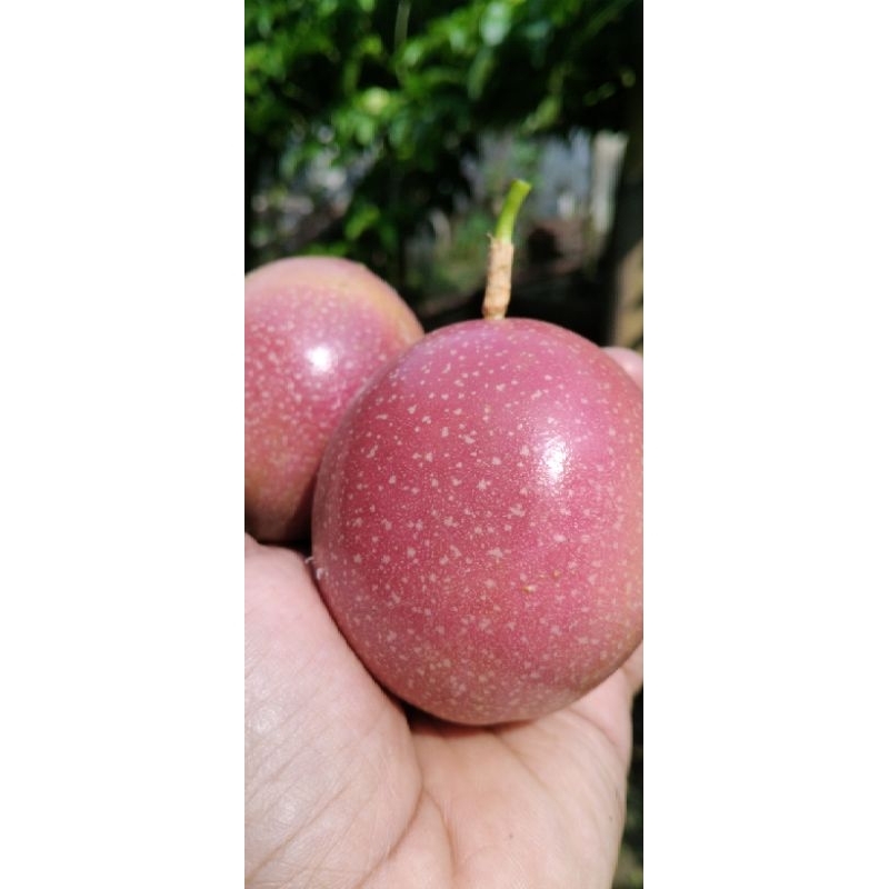 

Markisa Segar Langsung dari Pohon 1 kg.