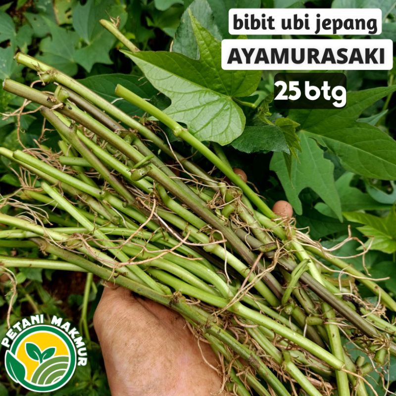 Bibit Ubi Jepang Ayamurasaki isi 25 batang Pilihan / Ubi Jalar Ungu Ayamurasaki