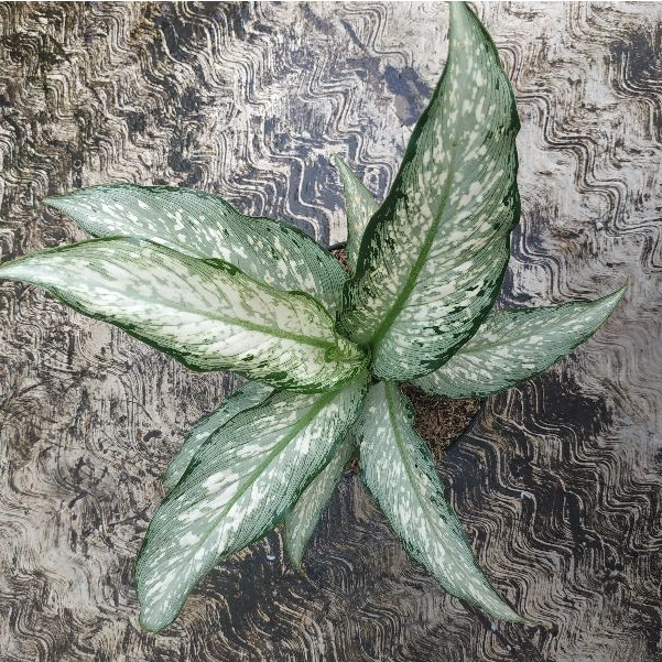 TANAMAN HIAS DIVEN SELENDANG PUTRI