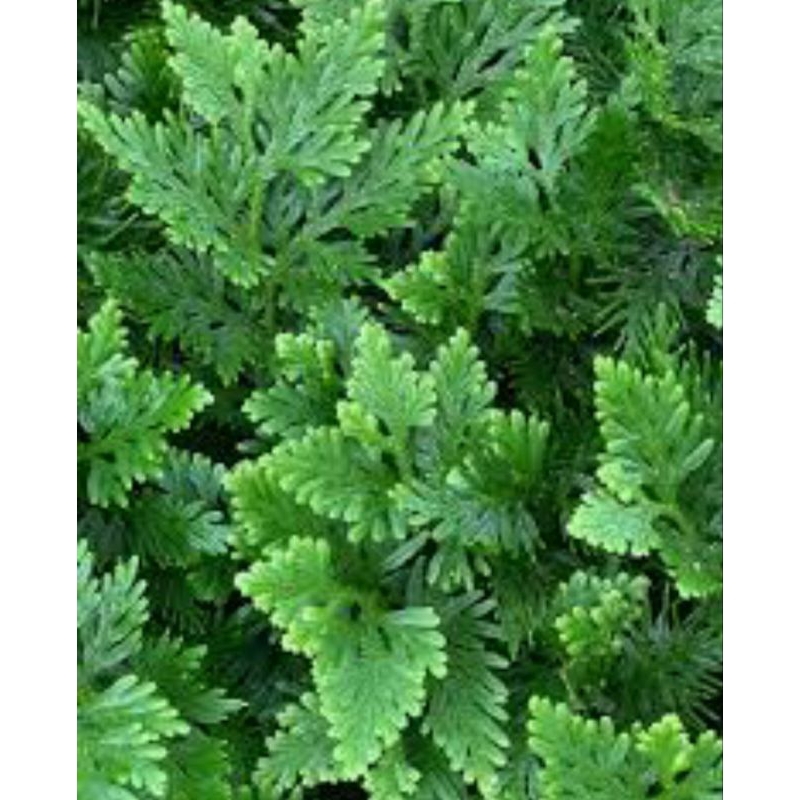 

Daun Cakar Ayam Segar 250gr/500gr
