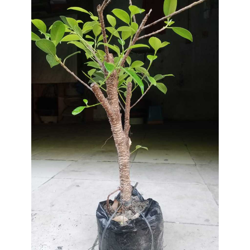 tanaman beringin kimeng bahan bonsai hasil cangkok subur makmur