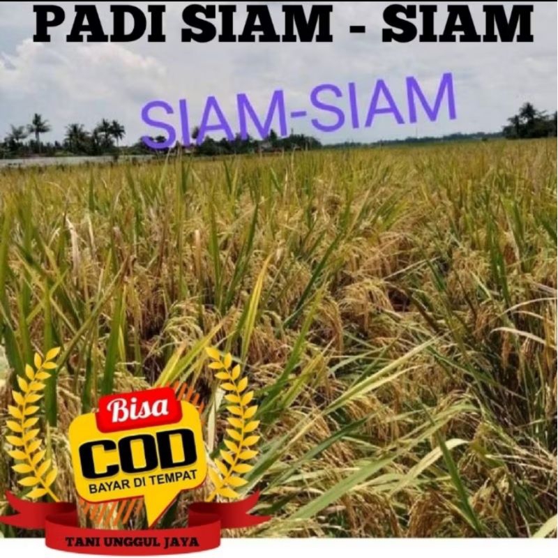 BENIH PADI SIAM SIAM  kualitas unggul(5kg).
