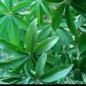 

Daun randu/ daun kapuk 1 kg