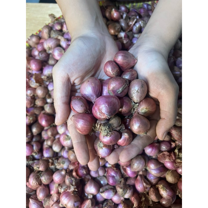 

Bawang Merah Murah SUPER Arjuna PROMO DISKON