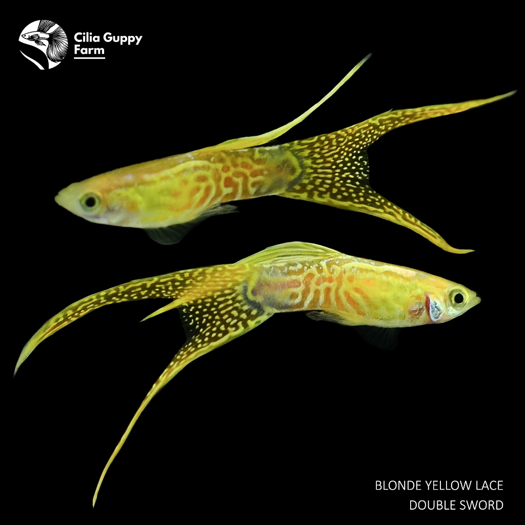 Guppy Blonde Yellow Lace Double Sword | Hiasan Aquarium | Hiasan Aquascape | Hiasan Akuarium
