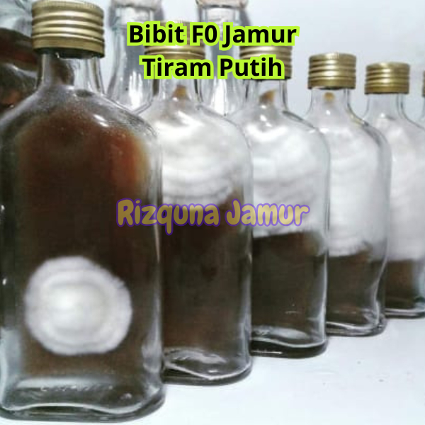 Bibit Induk F0 Jamur Tiram Putih Murah