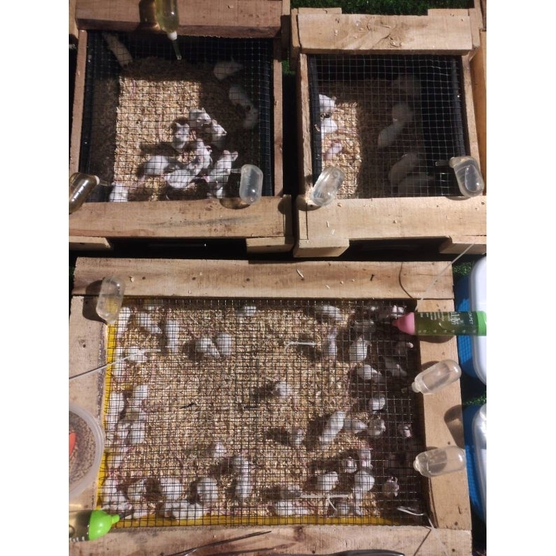 Tikus Putih / Mencit Putih Jumper