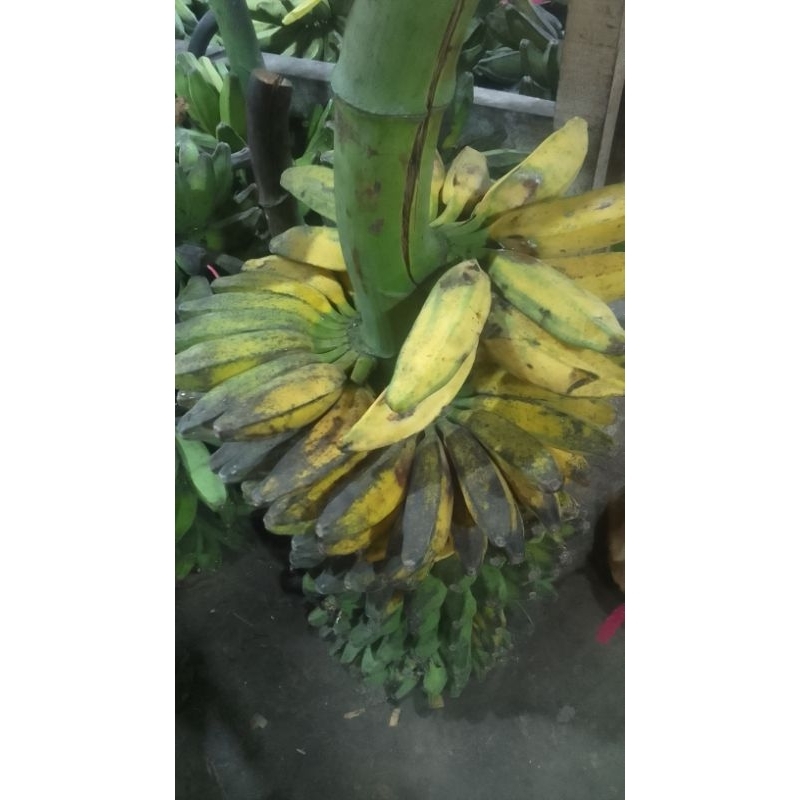 

Pisang Kepok Kuning TUA 1 sisir Super