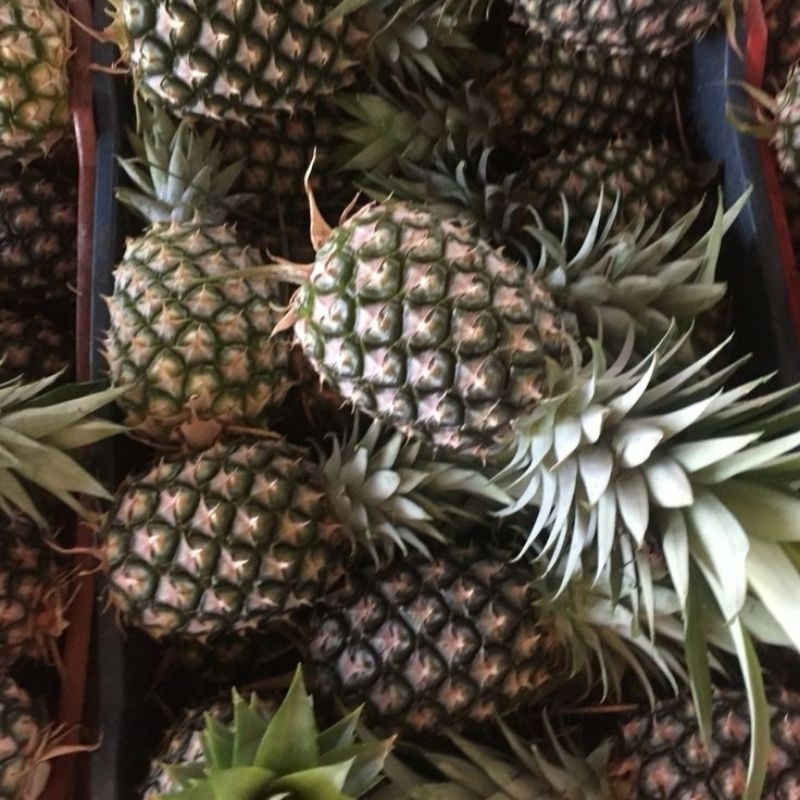 

Buah nanas/Nanas Madu/Nanas manis