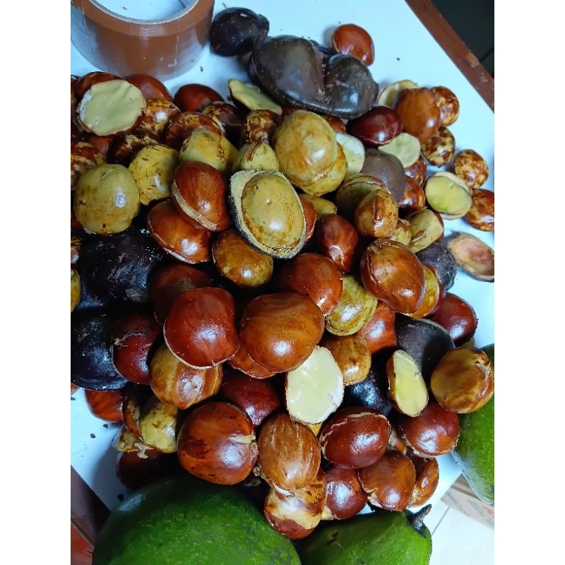 

JENGKOL ATAU JERING MENTAH KUPAS 1KG NYUSS | FRESH ASLI PATI