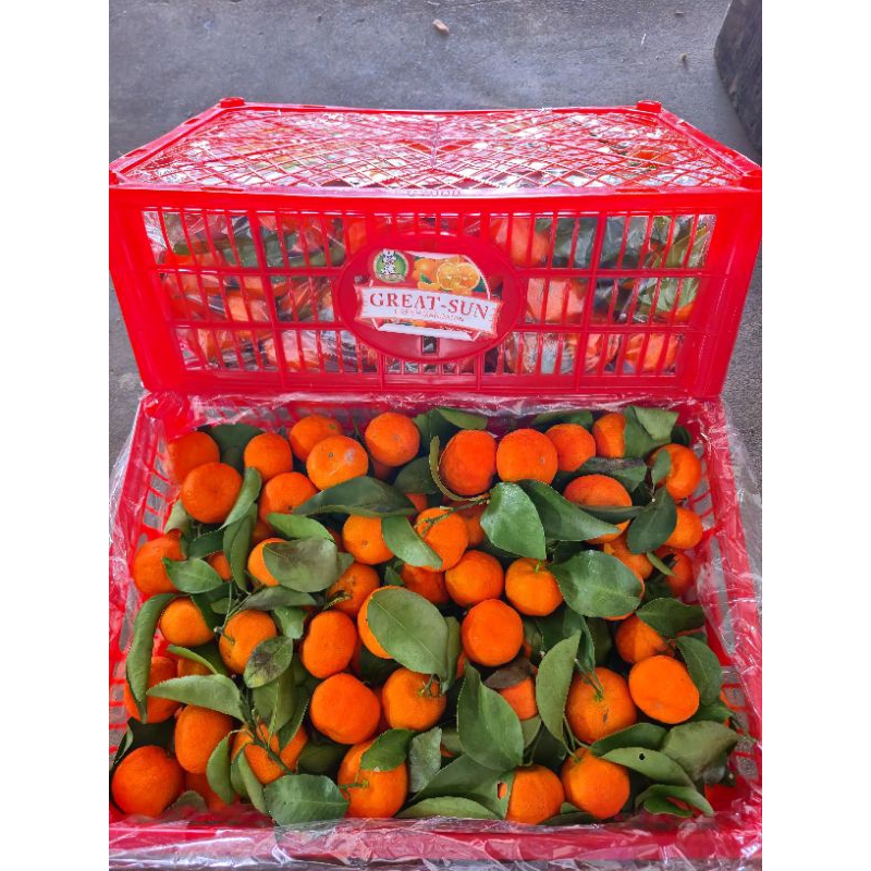 

Jeruk Shantang Daun (PACK)