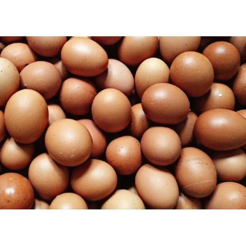 

Telur Ayam Kualitas Bagus Besar Murah