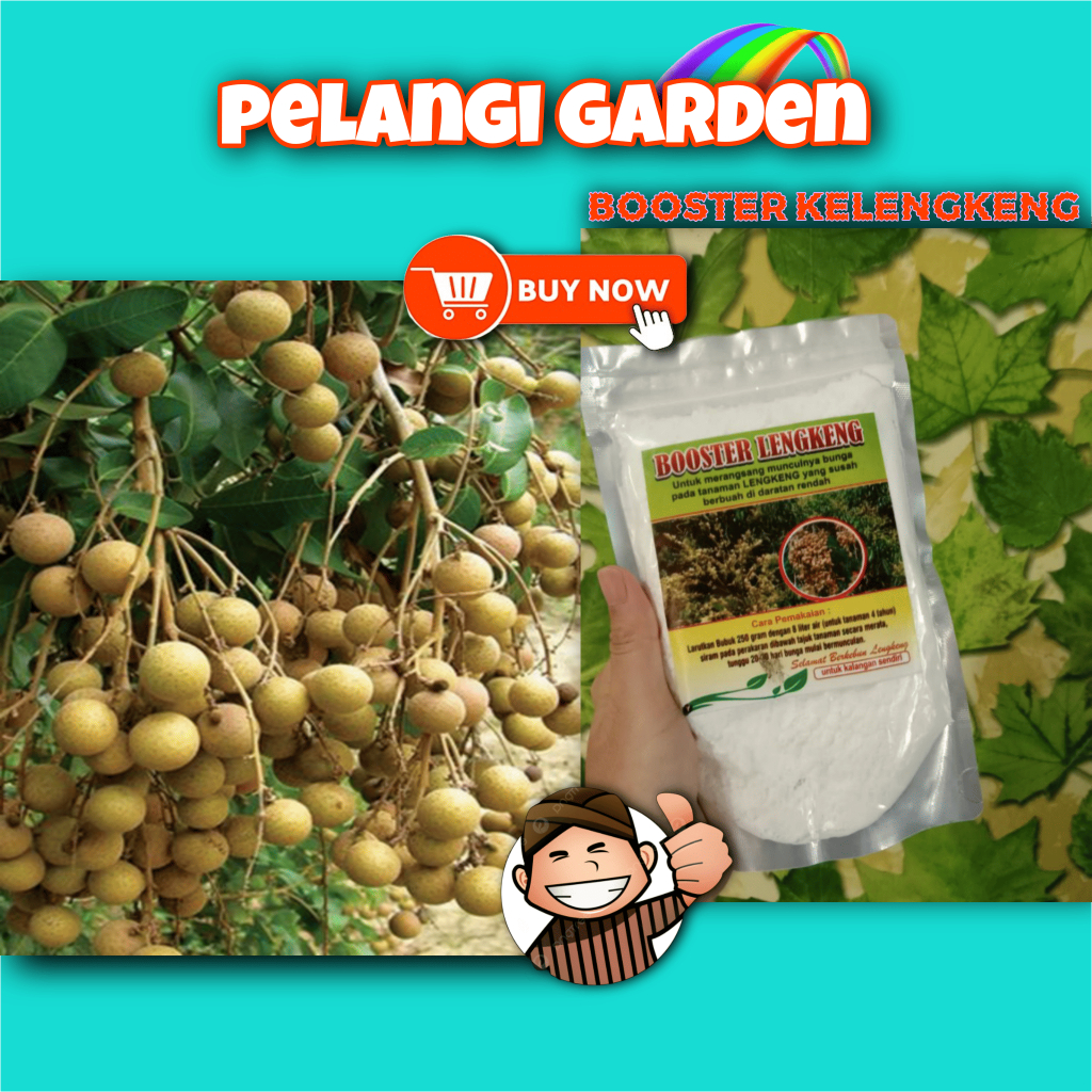 SOLUSI AMPUH  Booster Kelengkeng Cangkokan, Booster Kelengkeng Cristal