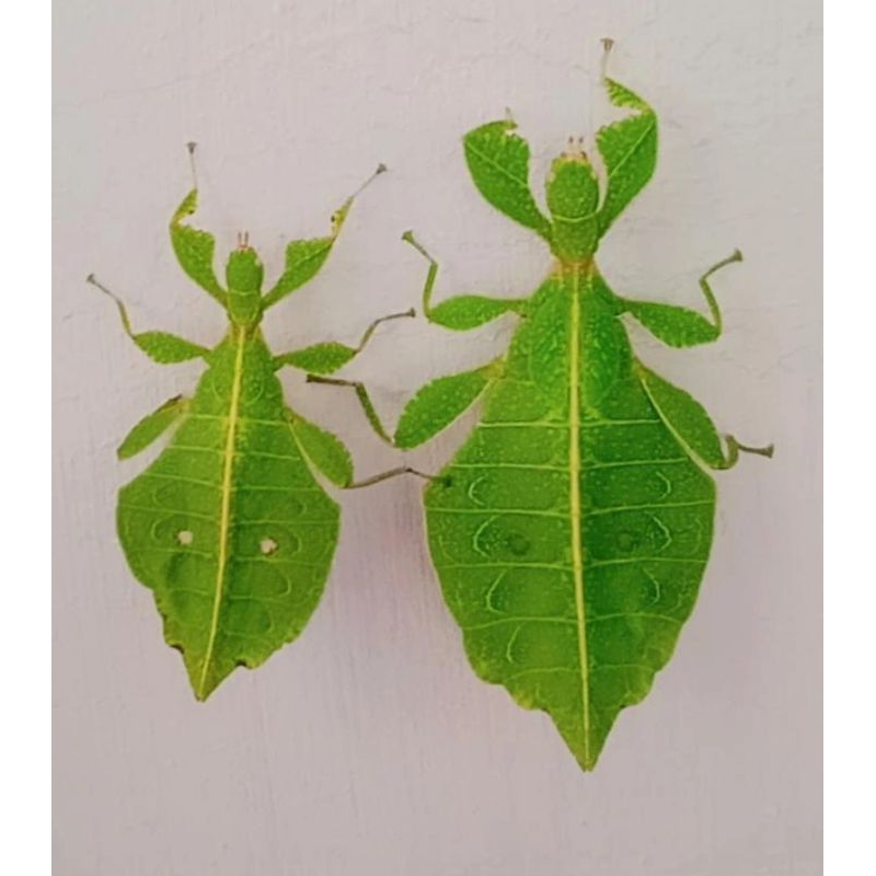 Belalang daun remaja