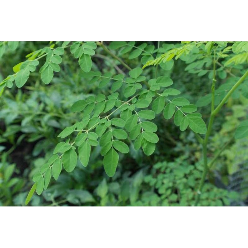 

daun kelor banyak manfaat